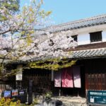 <span class="title">本邸前の桜が見頃です</span>