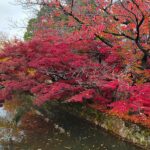 <span class="title">紅葉、始まっております🍂</span>