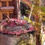 <span class="title">もみじの絨毯🍂</span>