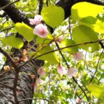 <span class="title">本邸 奥の山桜</span> <span class="title">本邸 奥の山桜</span>