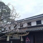 <span class="title">本邸前の桜2026</span>